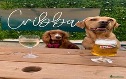 Labrador Retriever dogs for sale: My Boy Lenny - Labrador  - Image 18