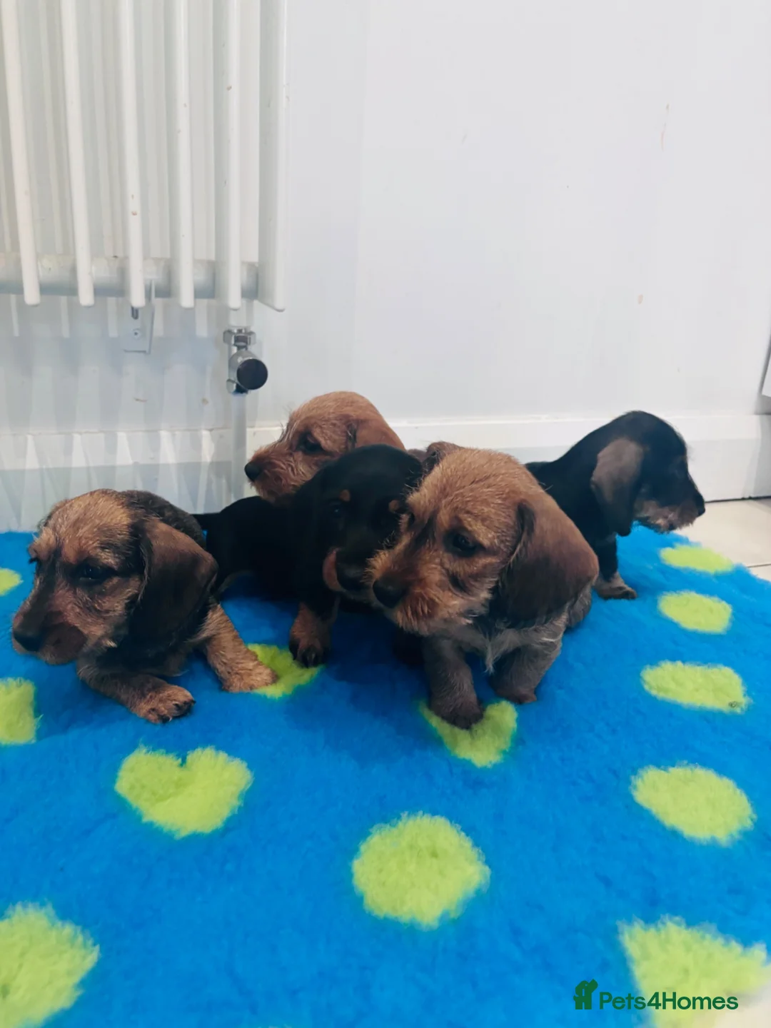 Miniature Dachshund dogs for sale: Miniature dachshund Wirehaired  - Advert 28