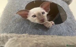 Siamese cats for sale: Lovely Siamese kittens🩵 in Leeds - Image 1