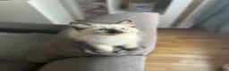 Ragdoll cats for sale: 😽Beautiful Ragdoll Kittens 😽 - Advert 10