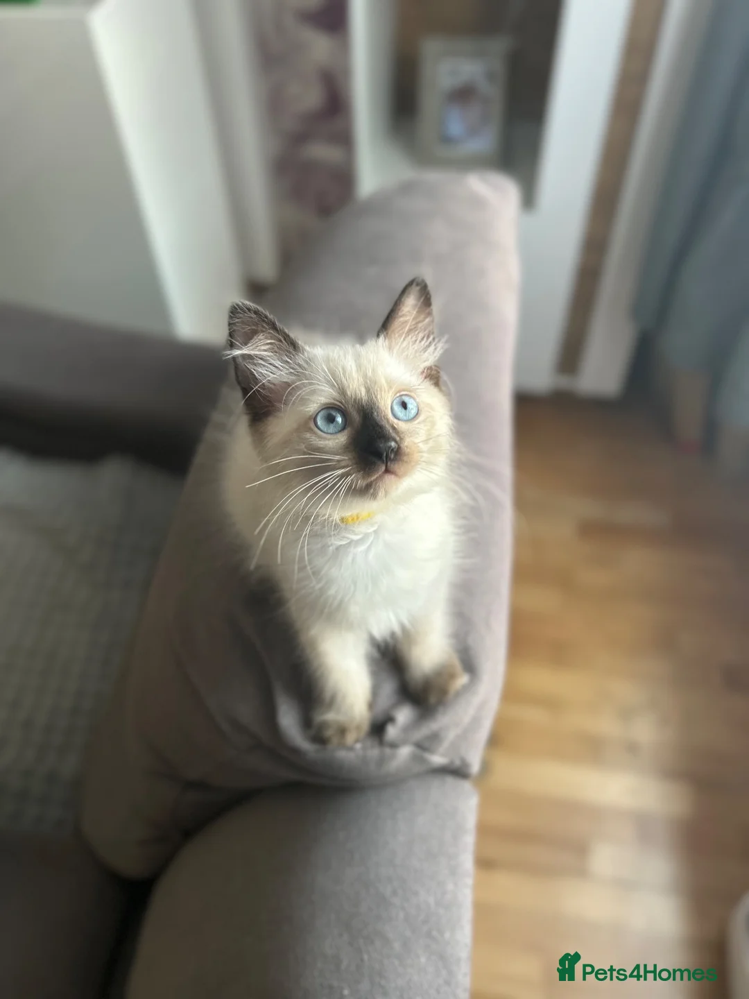Ragdoll cats for sale: 😽Beautiful Ragdoll Kittens 😽 - Advert 10