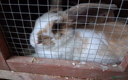 English Lop rabbits for sale:  lop bunnies for sale.  in Loughborough - Image 6