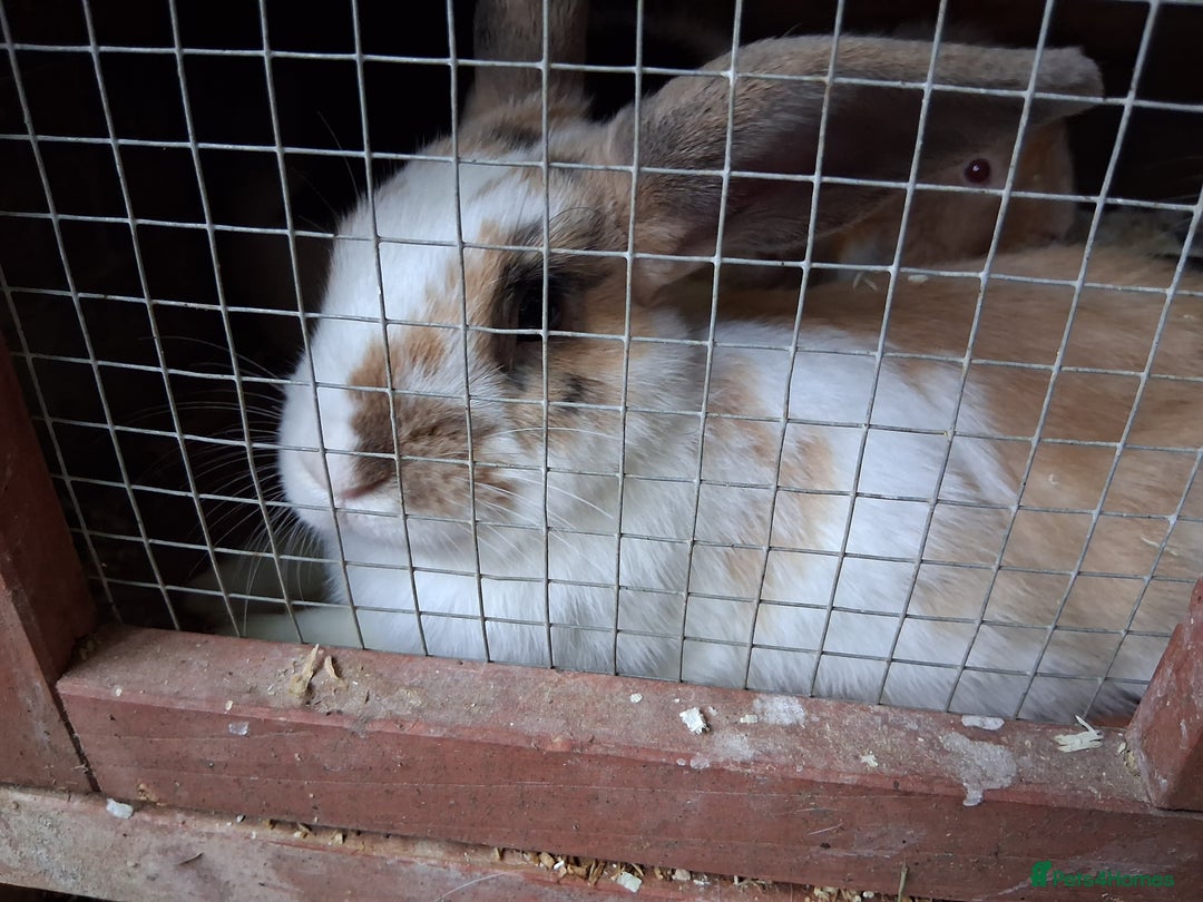 English Lop rabbits for sale:  lop bunnies for sale.  in Loughborough - Image 6