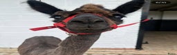 Alpaca livestock for sale: 3 Male Treking  Alpacas  - Advert 3