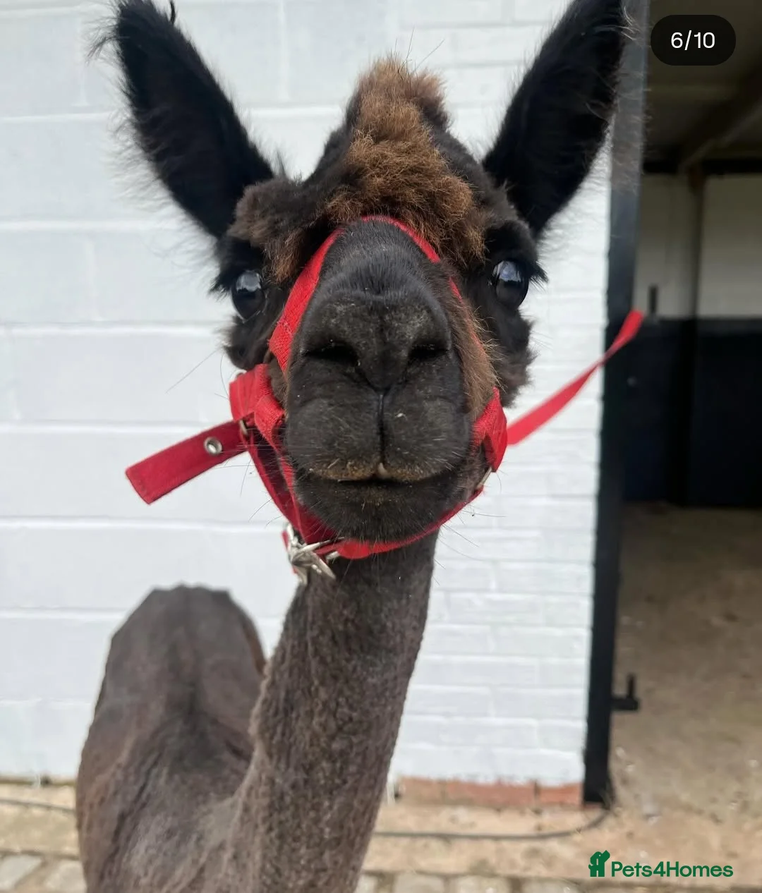 Alpaca livestock for sale: 3 Male Treking  Alpacas  - Advert 3