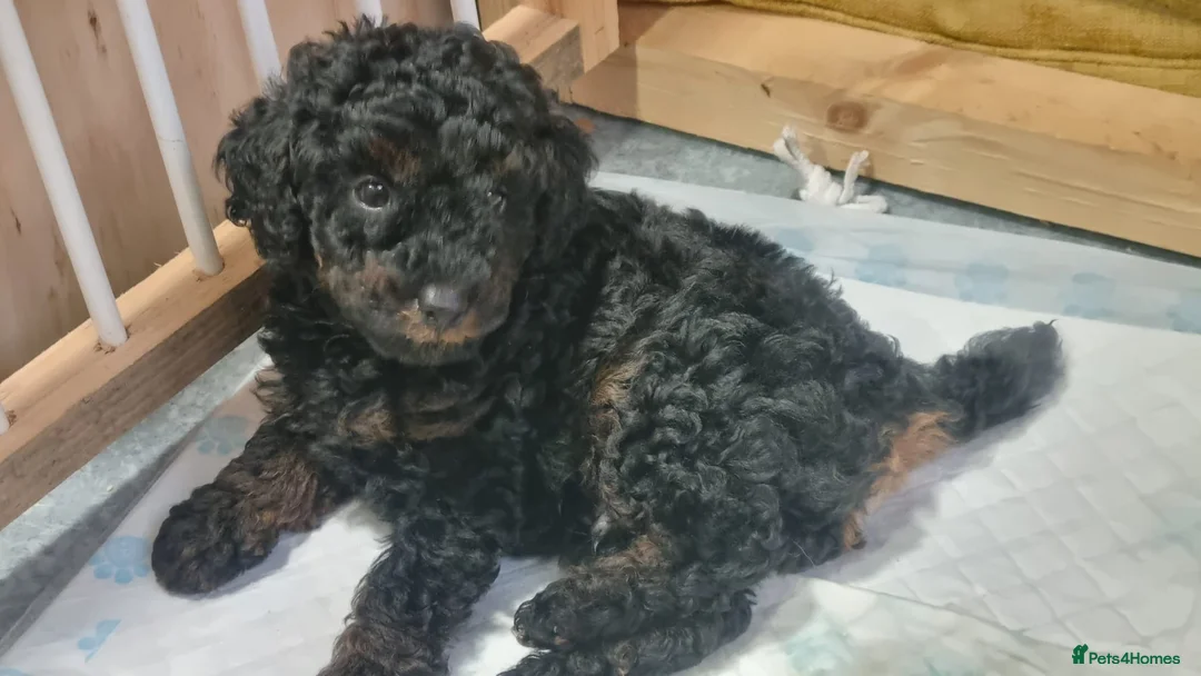 Toy Poodle dogs for sale: Toy poodle  puppies boy Kc  in Gateshead - Advert 1