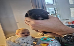 Cockapoo dogs for sale: Cockapoo puppies for sale - Image 4