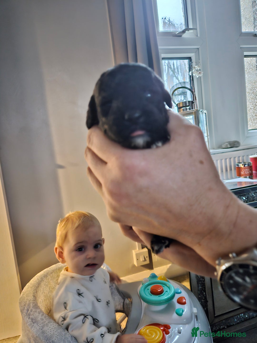 Cockapoo dogs for sale: Cockapoo puppies for sale - Image 4