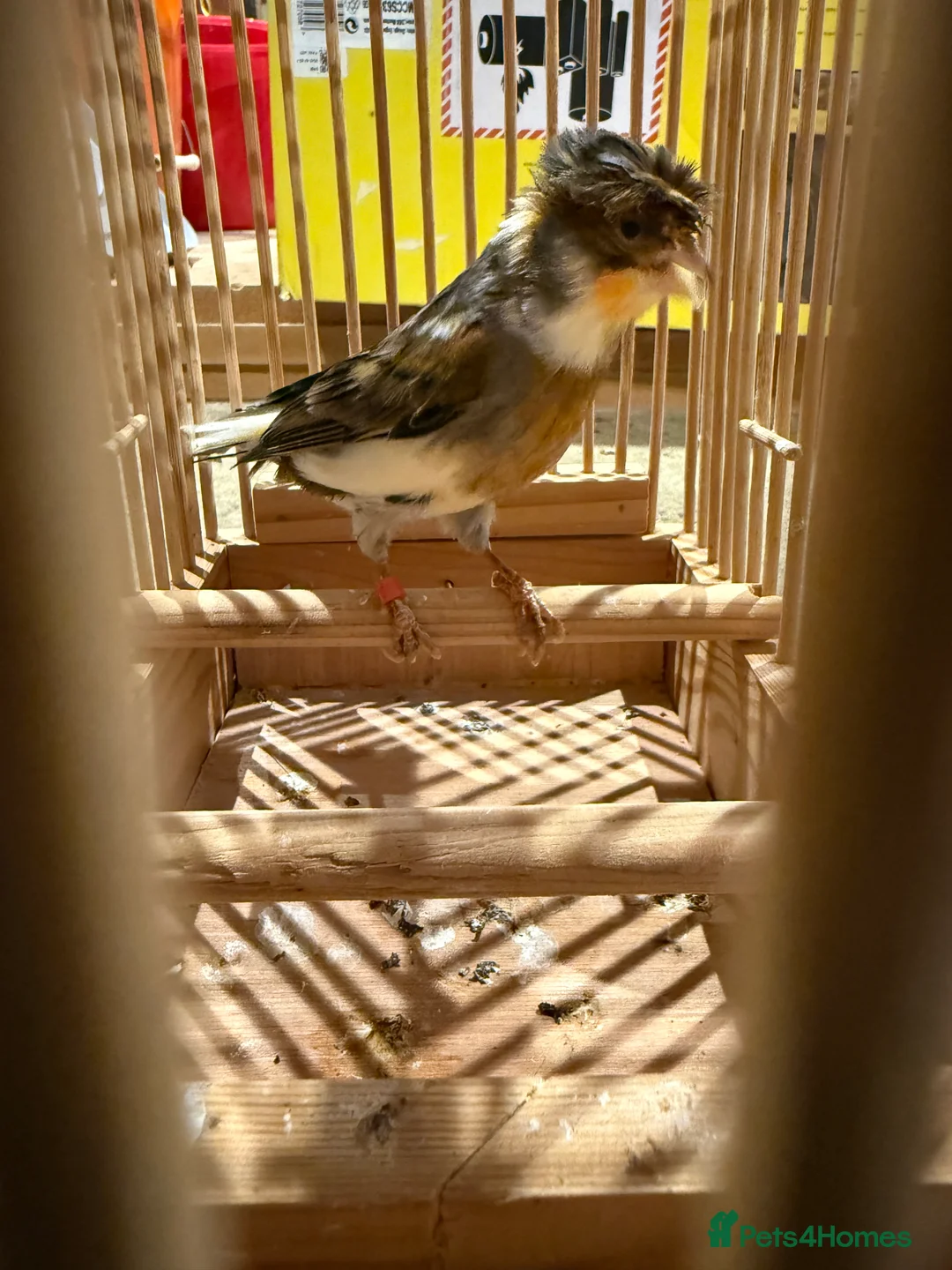 Canaries birds for sale: Canaries  - Advert 5