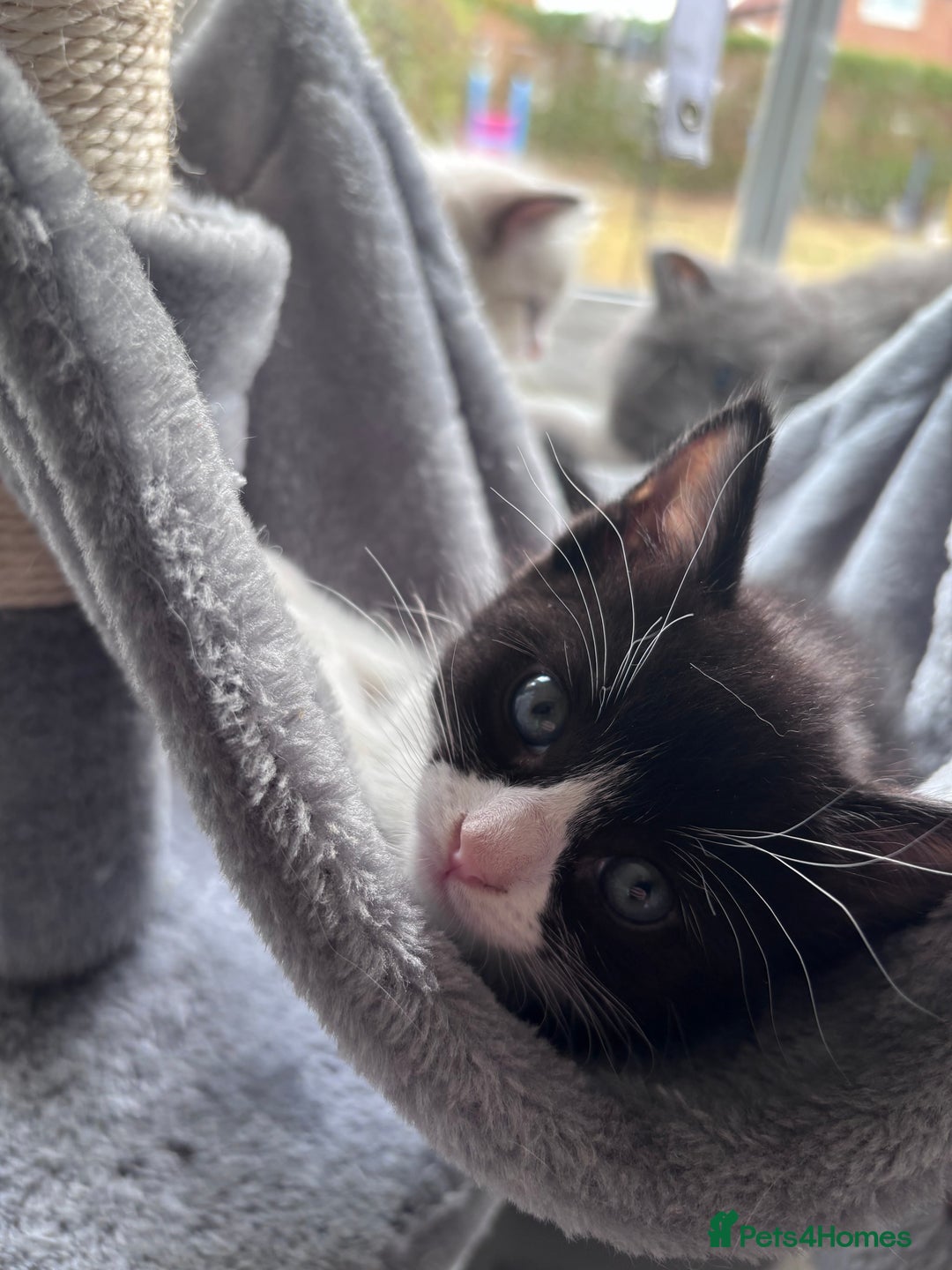 Ragdoll cats for sale: Ragdoll x BSH - Ready now - Image 6