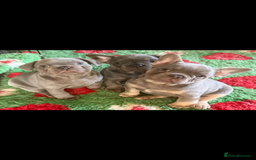 French Bulldog dogs for sale: Amazing Frenchies ready now.  - Image 15