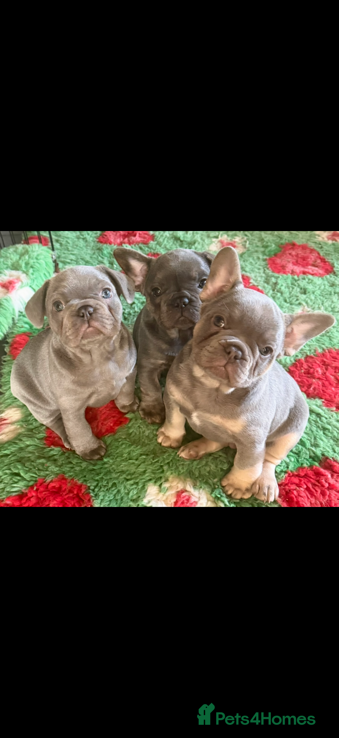 French Bulldog dogs for sale: Amazing Frenchies ready now.  - Image 15