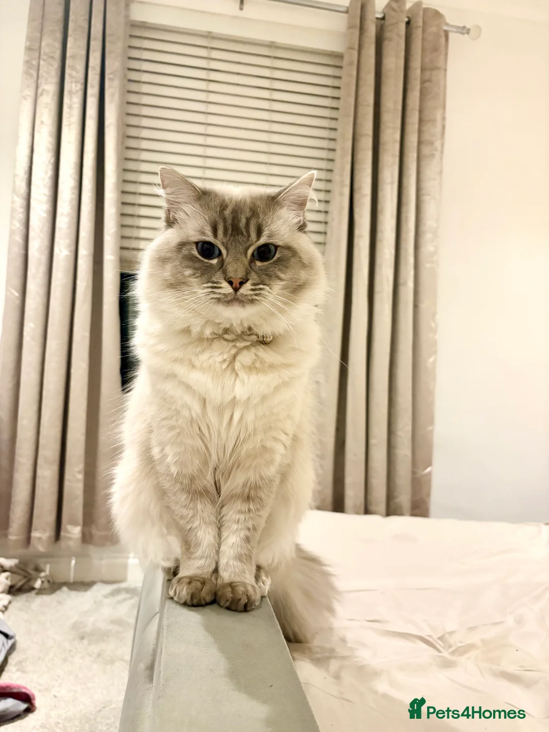 Ragdoll cats for stud: Freddy Ragdoll for stud in Glasgow - Advert 3