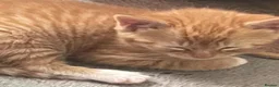 Mixed Breed cats for sale: Adorable kittens awaiting their forever homes  - Advert 4