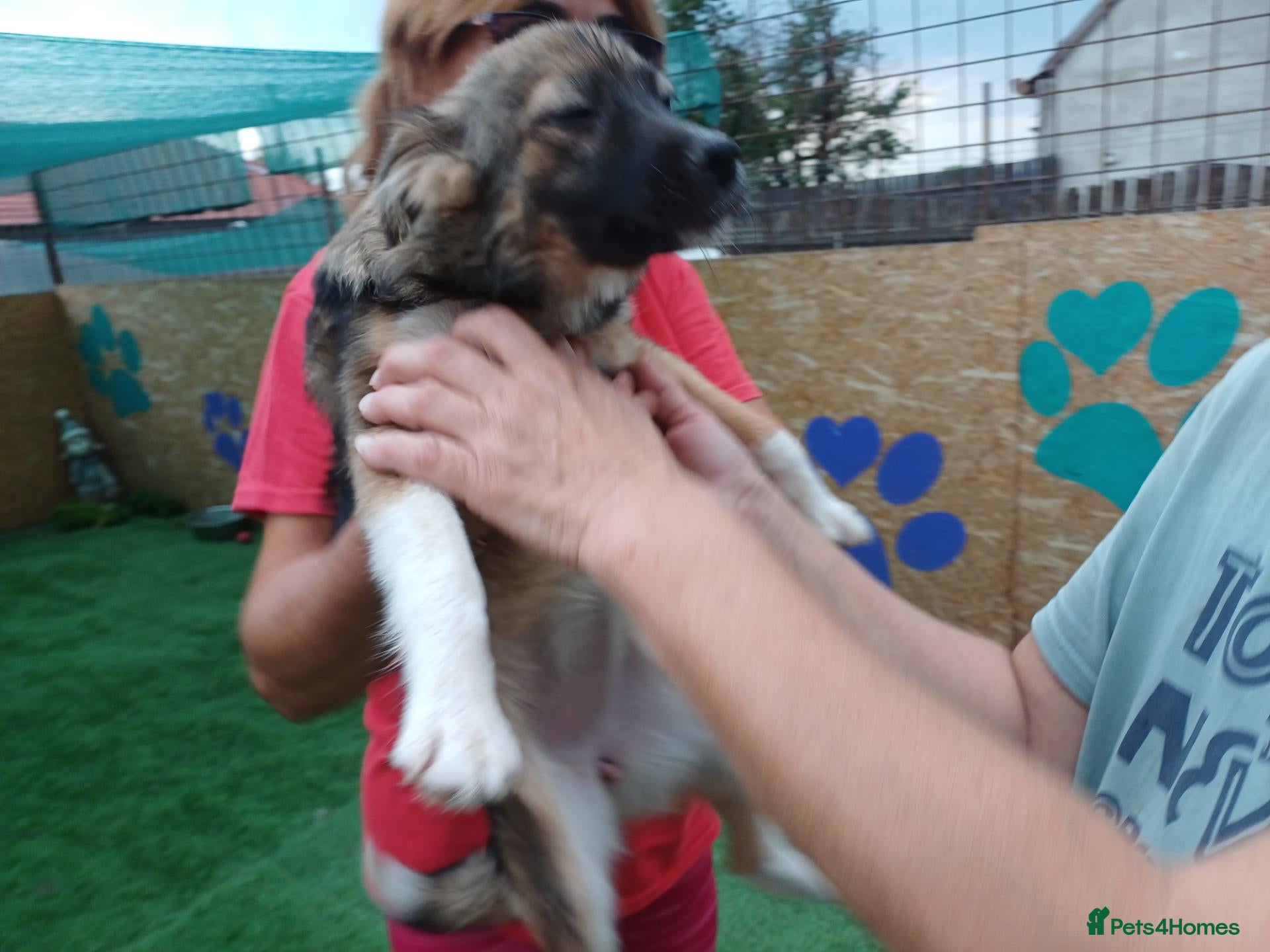 Mixed Breed dogs 🐾🌸 MIA – A GENTLE GIRL WITH A BEAUTIFUL SOUL🌸🐾 - Advert 5