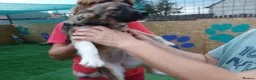 Mixed Breed dogs for adoption: 🐾🌸 MIA – A GENTLE GIRL WITH A BEAUTIFUL SOUL🌸🐾 - Advert 1