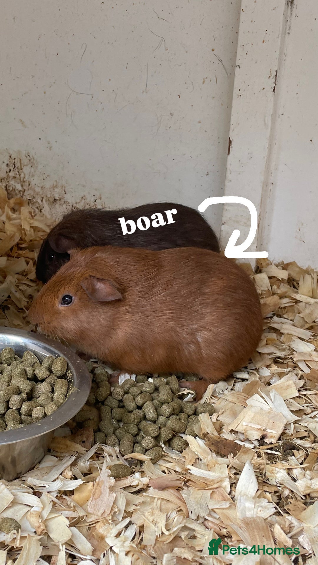 Guinea Pig rodents for sale: 2 baby and 2 adult boars free to a good home - Image 4