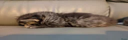 Mixed Breed cats for sale: Adorable kittens looking for forever home  in Pershore - Advert 41