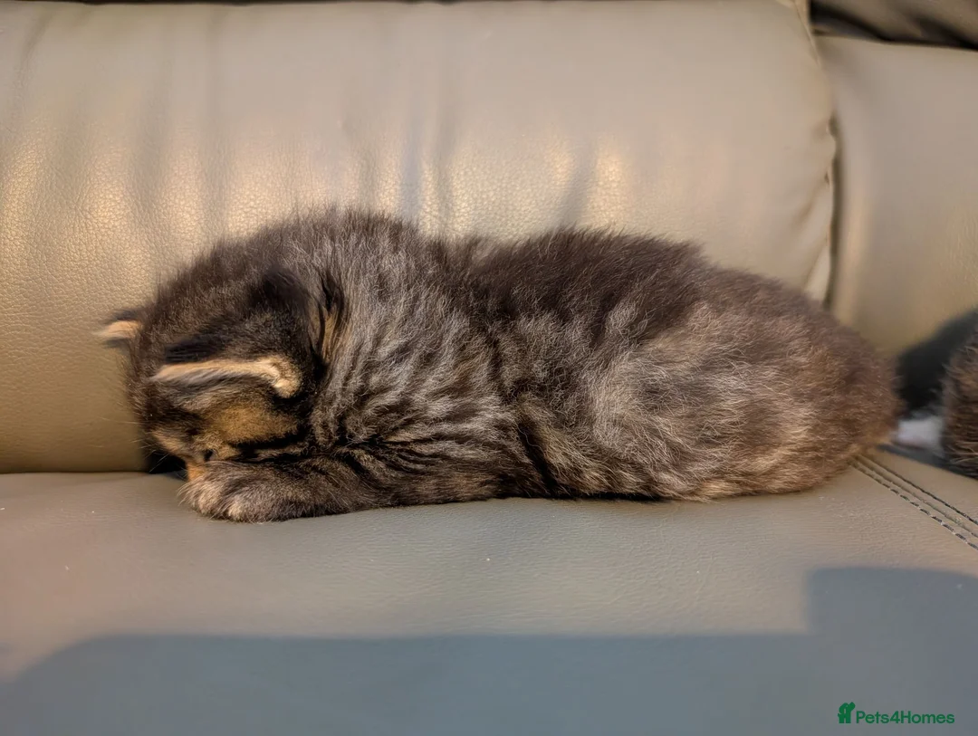 Mixed Breed cats for sale: Adorable kittens looking for forever home  in Pershore - Advert 41