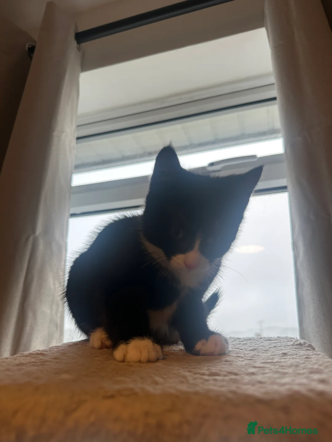 Mixed Breed cats for sale: 2 Beautiful loving kittens for sale  - Advert 7