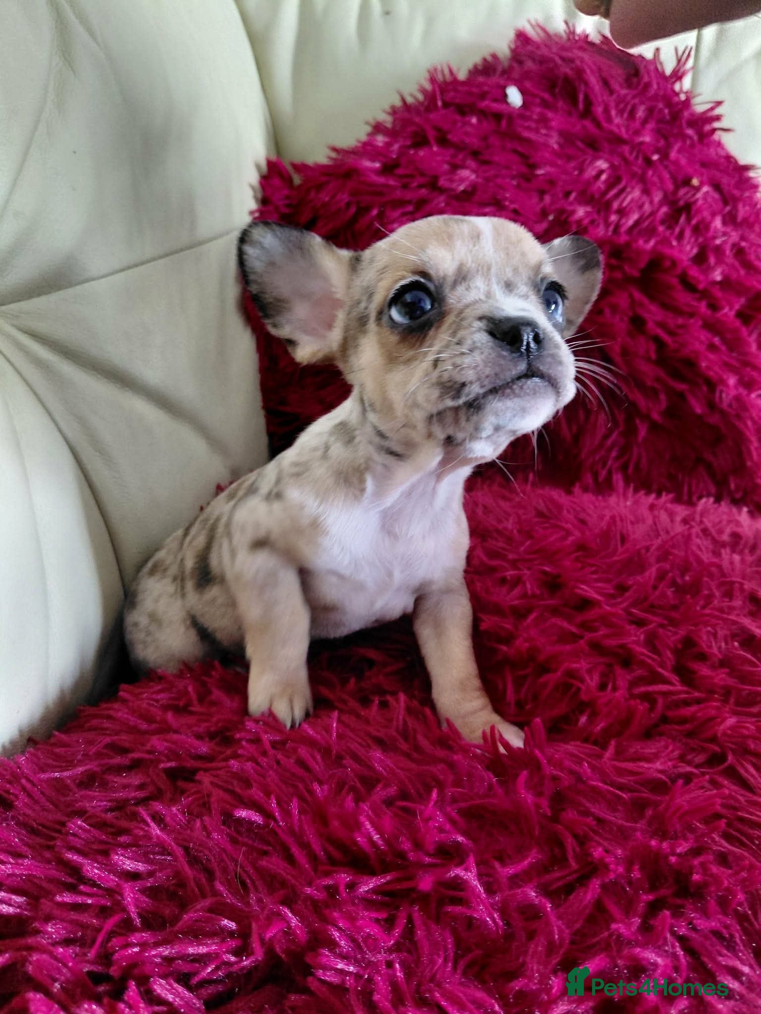 Mixed Breed dogs for sale: Mixed breed female pup  - Advert 1