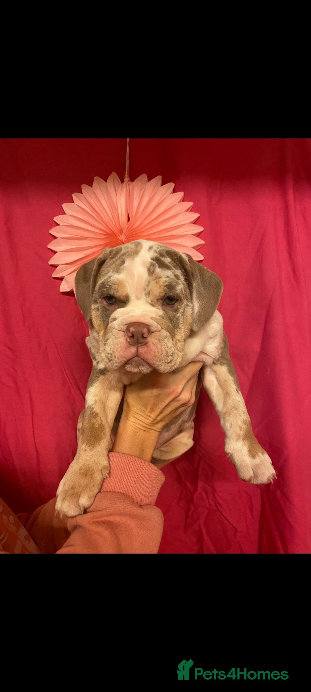 Mixed Breed dogs for sale: F1 olde English bulldog - Advert 17