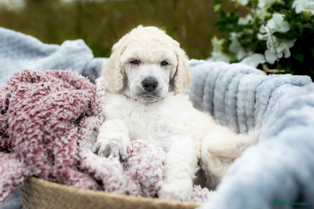 Standard Poodle dogs for sale: It has to be ALL WHITE Standard Poodle Puppies - Image 2