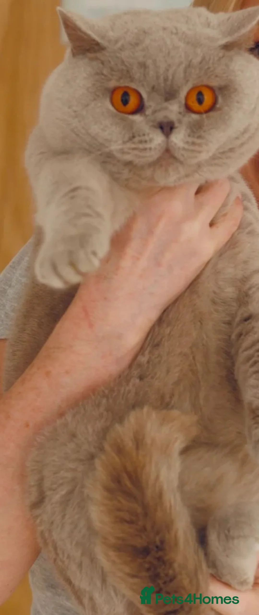 British Shorthair cats for sale: Beautiful Chonky Lilac British Shorthair  - Advert 3