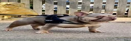 French Bulldog dogs for sale: New Shade KC Registered French Bulldog Puppies - Advert 5