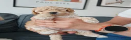 Mixed Breed dogs for sale: Cavapoochon puppies  - Advert 37