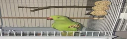 Ringnecks birds for sale: Green Ringneck Parrot - Advert 4