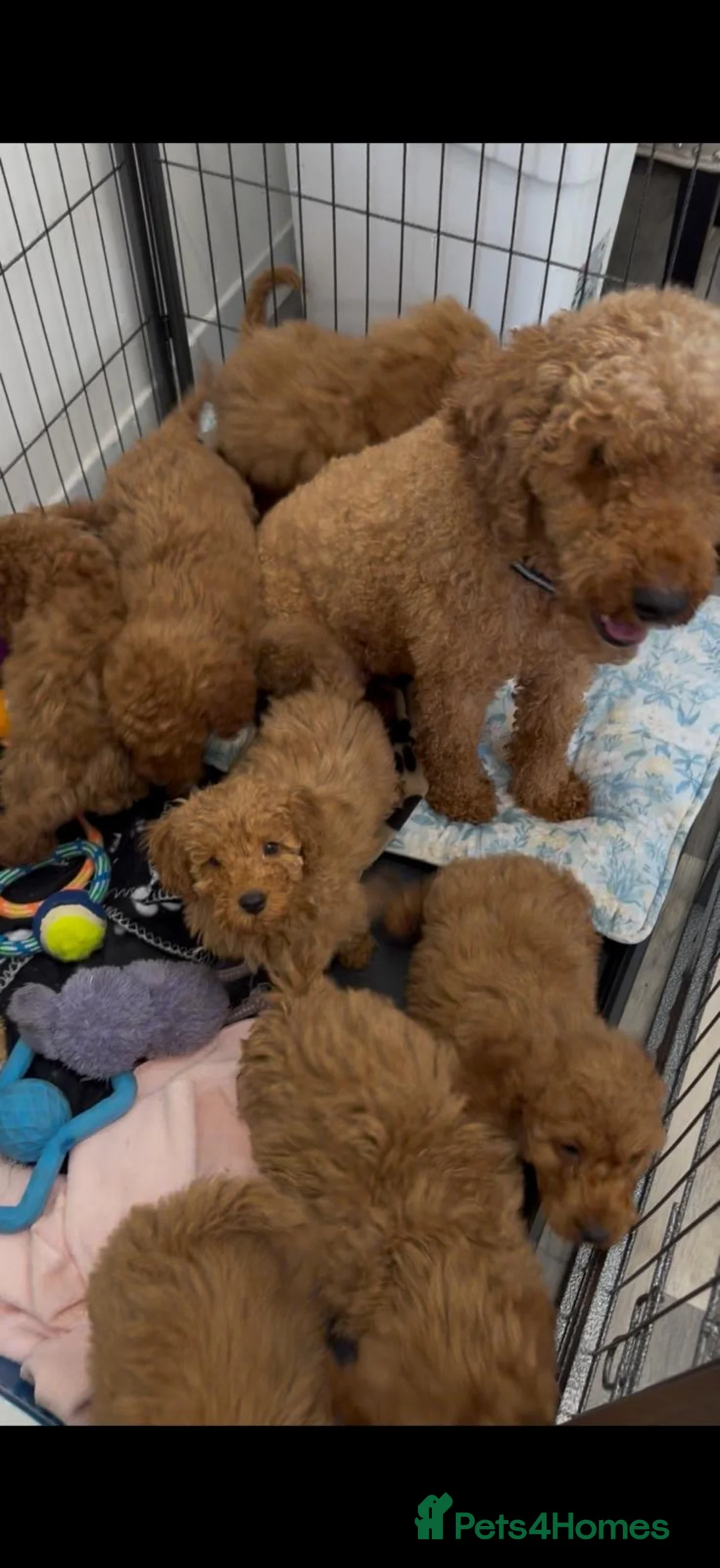 Cockapoo dogs for sale: LICENSED BREEDER HEALTH TESTED COCKAPOOS - Advert 5