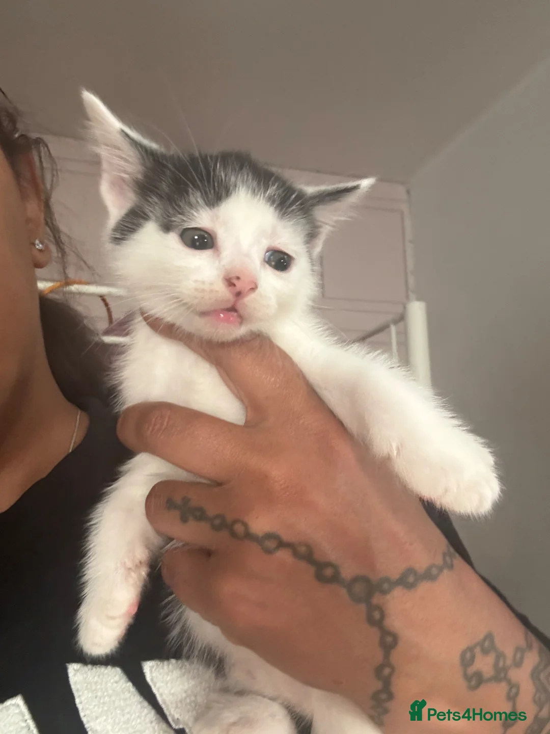 Mixed Breed cats for sale: Mixed Russian blue  in Cardiff - Advert 2