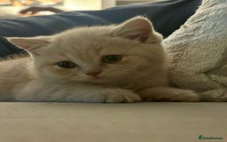 British Shorthair cats for sale: Beautiful soft teddy bears 🩷🩷only two girls left - Image 11