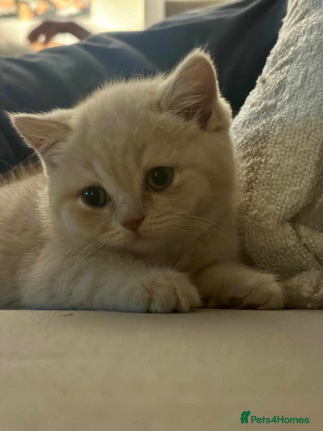 British Shorthair cats for sale: Beautiful soft teddy bears 🩷🩷only two girls left - Image 11
