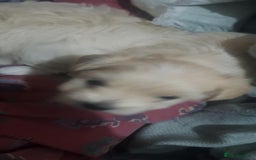 Maltese dogs for sale: Little Mia looking for forever home  - Image 9