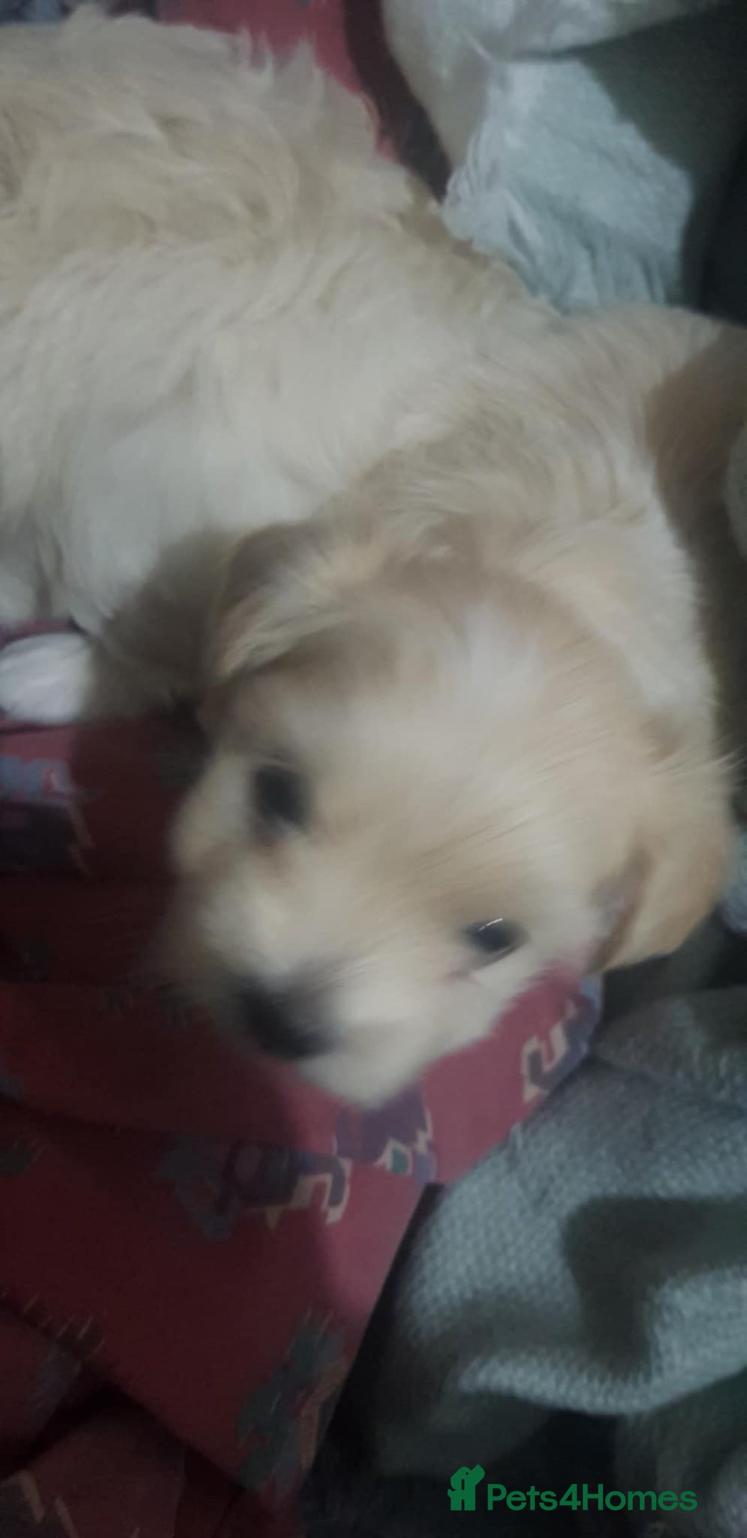 Maltese dogs for sale: Little Mia looking for forever home  - Image 9
