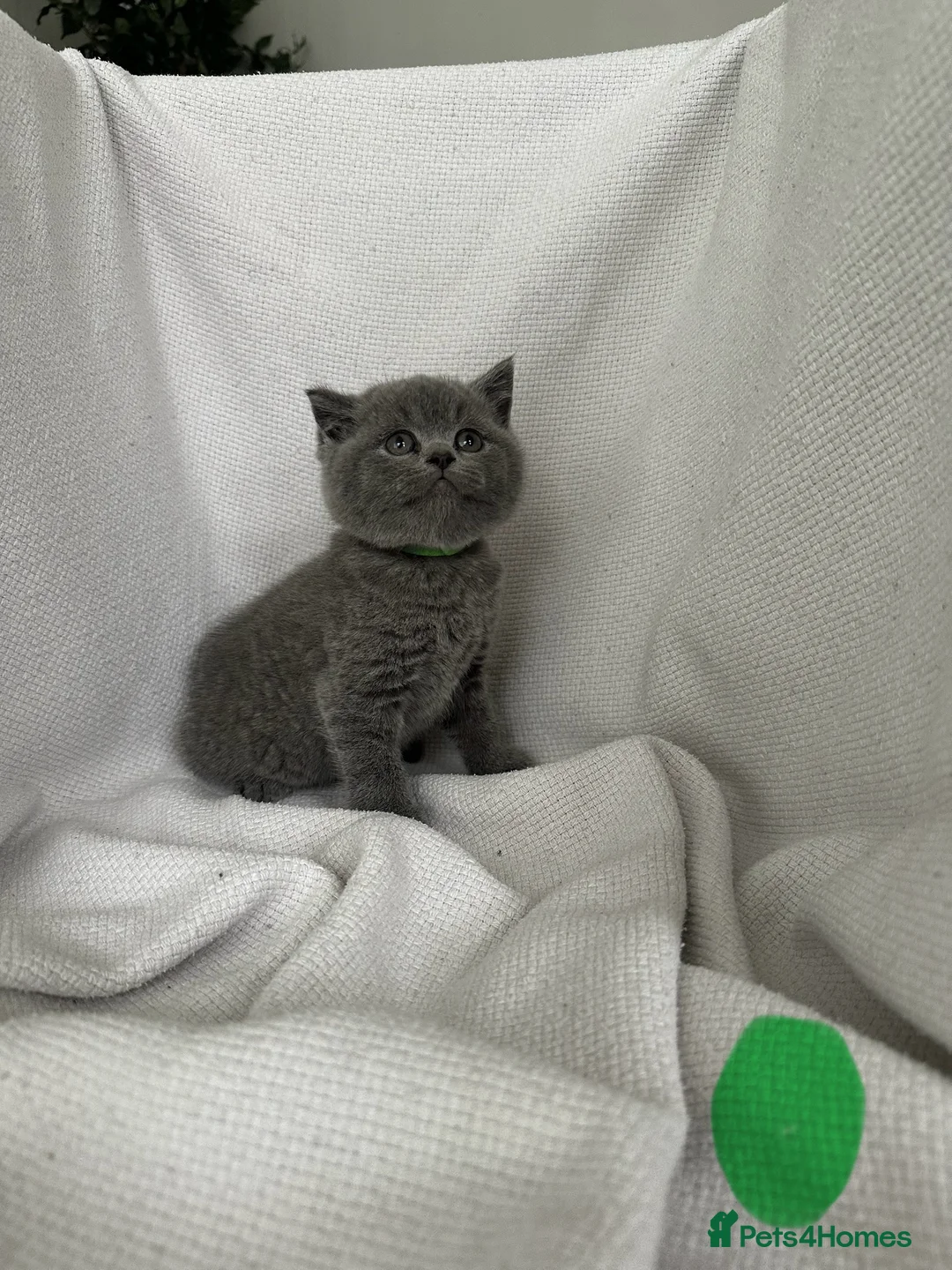 British Shorthair cats for sale: British shorthair kittens for sale  - Advert 5