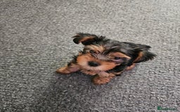 Yorkshire Terrier dogs for sale: 2 sweet puppy - Image 1