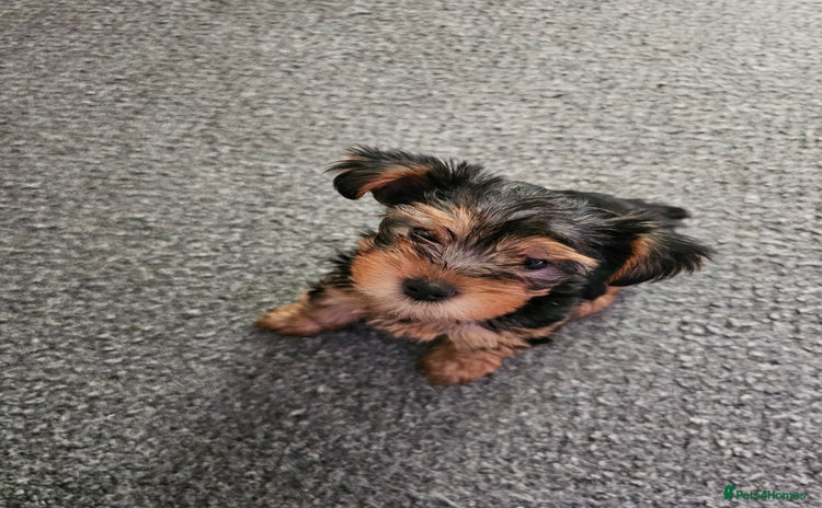 Yorkshire Terrier dogs for sale - Advert 1