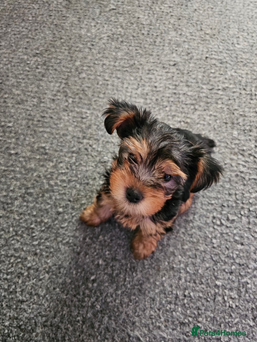 Yorkshire Terrier dogs for sale: 2 sweet puppy - Image 1