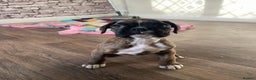 Boxer dogs for sale: ASTONISHING KC REGISTERED BOXER PUPPIES!  - Advert 13