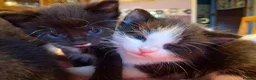 Mixed Breed cats for sale: Beautiful baby kittens.  in Larbert - Advert 15