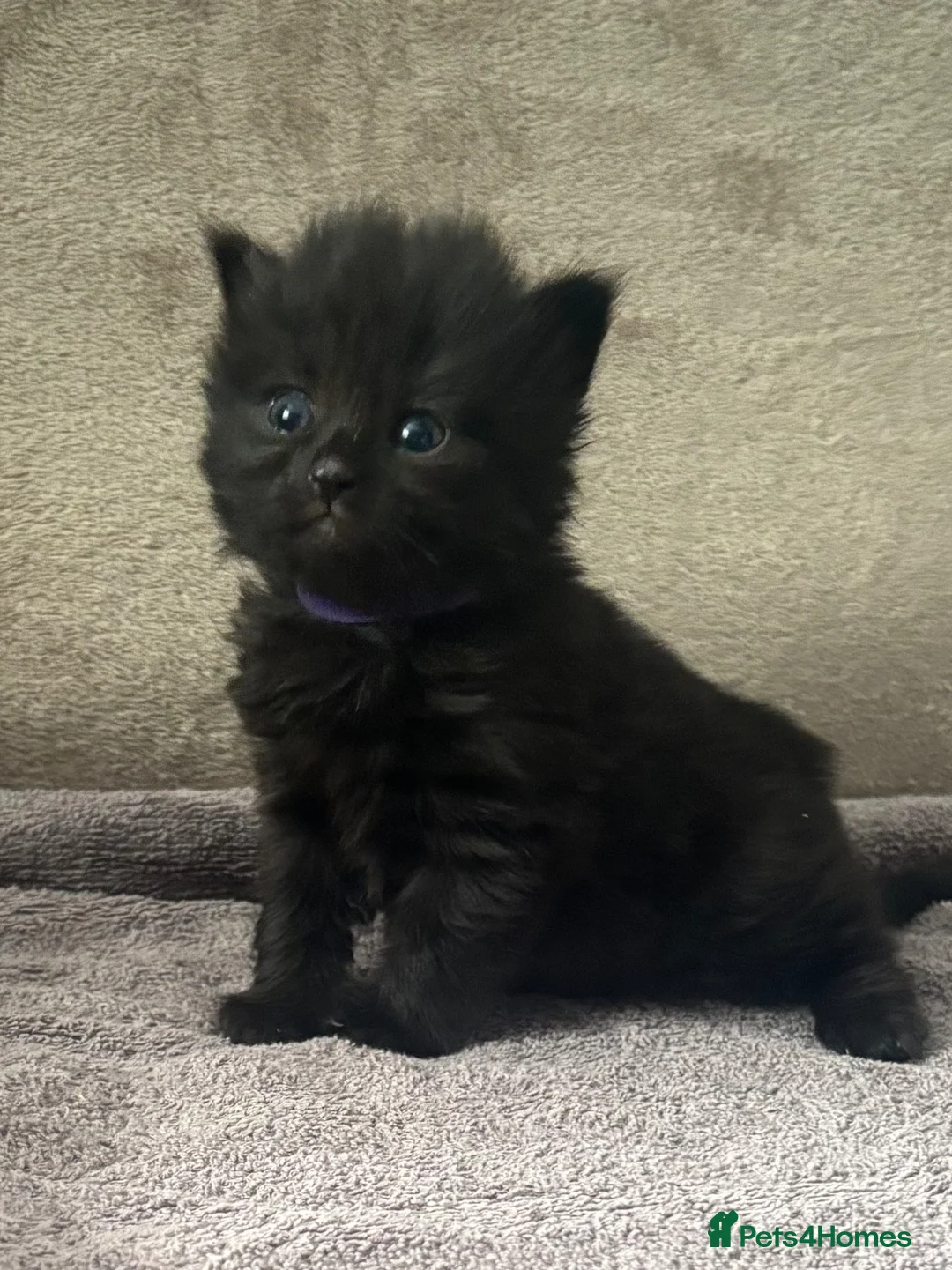 Mixed Breed cats for sale: nebelung mixed breed kittens  - Advert 36