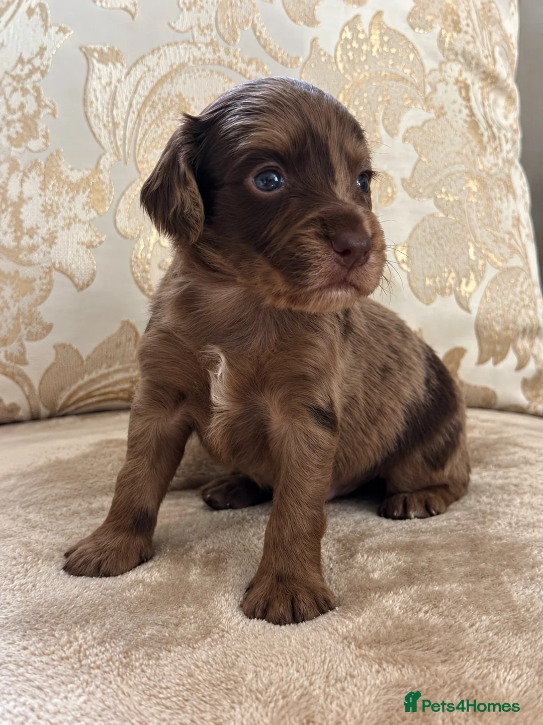 Cocker Spaniel dogs for sale: Working cocker spaniel puppies - Advert 2