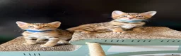 Bengal cats for sale: 🐾 Purebred Bengal Kittens for Sale 🐾 - Advert 18