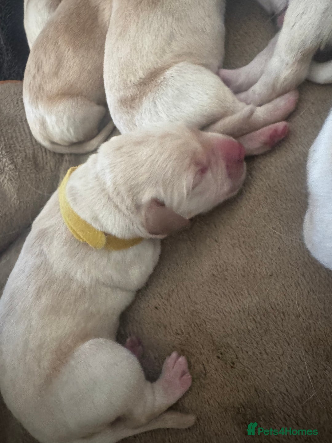 Goldador dogs for sale: Goldadors | Ready to leave 27/07/2025 in Milton Keynes - Image 19