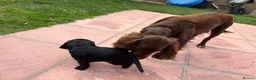 Cocker Spaniel dogs for sale: Cocker Spaniels puppies READY NOW - Advert 10