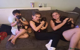 Belgian Shepherd Dog dogs for sale: Stunning Belgian Mali Pups - Image 3