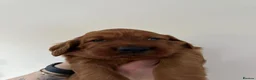 Irish Setter dogs for sale: Irish Setter Puppies in Galashiels - Advert 5